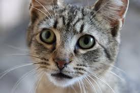 Kedi Miyav Pisi Kedi Yavrusu Hayvan Sevimli Gozleri Kurklu Tekir Kabarik Yuz Pikist