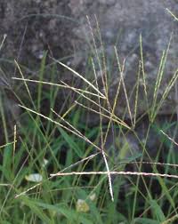 Image result for Digitaria debilis