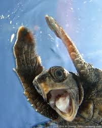 Swimming Flippers Turtle Omggz Front Mouth Swim Flippers Ideas Of Swim Flippers Swimflippers In 2020 Turtle Animals Funny Animals