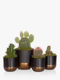 I come home so tired that i can do. The Little Botanical Cactus Plant Family At John Lewis Partners