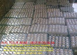 Termasuk salah satunya yaitu meningkatnya permintaan ayam petelur di pasaran. Distributor Telur Di Medan 0857 9135 56 56 Jual Telur Arab 085791355656