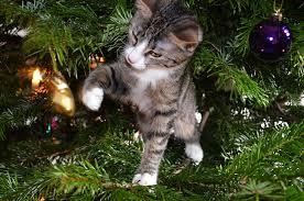 Woman Tries Spraying Vinegar to Stop 'Defiant' Cat Ruining Christmas Tree -  Newsweek