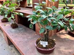 Image Of Bonsai Trees In Shallow Plant Pots On Tiered Plinth Display In Sunny Garden Bonsai Ficus Species Image