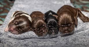 Check spelling or type a new query. Chocolate Tan Blue Golden Cocker Spaniels Puppies For Sale At Penny Lane Cocker Spaniels
