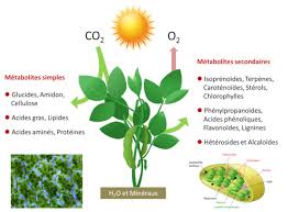 Une tonne de co2, c'est le volume qu'une personne moyenne dans un pays industrialisé émet chaque mois. Le Chemin Du Carbone Dans La Photosynthese Encyclopedie De L Environnement