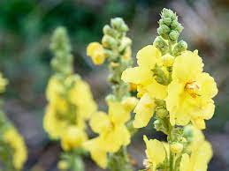 Firstly, linden is known to be used as medicine. Mullein Leaf Uses Benefits Risks