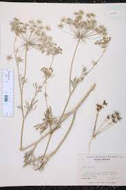 Ammi Majus Flower Name Best Flower Wallpaper