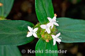 Image result for Spermacoce kirkii