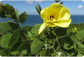 Image result for Bauhinia tomentosa