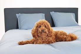 Hunde graben im bett ist das ergebnis einer natürlichen instinkt und nicht ein zeichen von fehlverhalten. Blog Das Passiert Wenn Sie Ihr Haustier Im Bett Schlafen Lassen