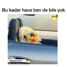 komik kopekler panosundaki pin