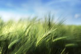 Alimentation Sans Gluten Intolerance Ou Allergie Au Gluten Bjorg
