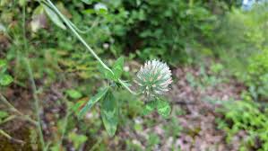 Image result for Trifolium squarrosum
