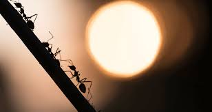 Topwebanswers.com has been visited by 1m+ users in the past month Seeing More Bugs After Spraying Learn Why Here Vinx Pest Control