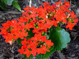 Whether you need an arrangement for a wedding, birthday, holiday or other special. Pictures Of Flowering Plants That Grow Well In My Houston Garden In October Dengarden