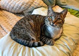 5 Facts About Tabby Cats 5 Facts About Tabby Cats