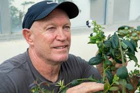 Could flies be the back-up species to pollinate crops in place of bees?