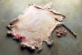 How To Tan A Deer Hide Diy Mother Earth News