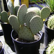 I took multiple good photos of cactus' while they bloomed, thus if you get upset with my massive uploads, just remember, it will all be over with after i finish. Prickly Pear Archives Ramblings From A Desert Garden