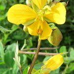 Image result for Senna sophera