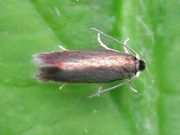 Image result for Stigmella alnetella