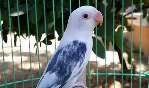 Sabour Gujrat Birds 3 Photos Product Service Kotla Arab Ali Khan