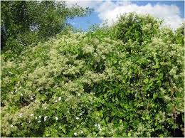 Image result for Mikania chenopodiifolia