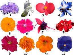 Pin Op Edible Begonia Flower Pedals