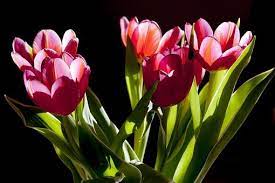 Tulips Flowers Plant Beauty Flowers Tulips Flowers Flower Photos