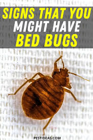 signs that you might have bed bugs signs of bed bugs bed bugs rid of bed bugs