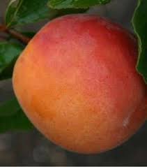 Apricot trees grow to manageable heights of 15 to 20 feet, are attractive and have bright fall color. The Ultimate Guide To Growing Apricots Chris Bowers