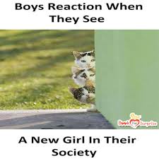 Surprise Party Celebrations Buy Cakes Flowers Gifts Cupcakes Funny Animal Images Funny Animals Funny Cat Captions