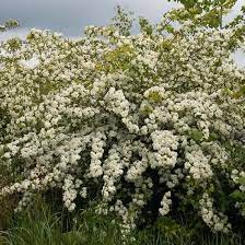 Crataegus, commonly called hawthorn or thornapple, is a large genus of shrubs and trees in the rose family, rosaceae, native to temperate regions of the northern hemisphere in europe, asia and north america. Hawthorn Trees Hedges Crataegus Monogyna Woodland Trust Woodland Trust Shop