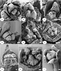 Image result for Heisteria