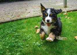 Does a bernese mountain dog make a good pet? Bernese Mountain Dog Puppy Running Photograph By Pelo Blanco Photo