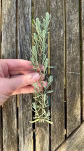 Image result for lavender cuttings