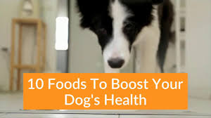 By building up the intestinal flora and walls this not only promotes healthy digestion, but also creates a very real defence from stress or sickness. 10 Foods To Fight Disease In Dogs Boost Your Dog S Immune System Youtube
