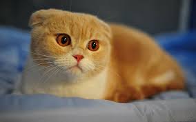 Hd Wallpaper Scottish Fold Cat Backgrounds Breed Macro Face Nose Eyes Wallpaper Flare