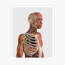 The torso or trunk is an anatomical term for the central part, or core, of many animal bodies (including humans) from which extend the neck and limbs. Human Upper Body Showing Muscle Parts Axial Skeleton Veins And Nerves Greeting Card By Stocktrekimages Redbubble