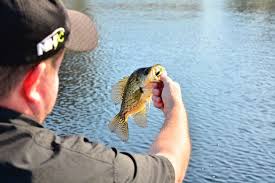 The fly rod comes in 9 feet long that offers easier throw whereas it weighs 6w which lets you chase after smaller fish in the restricted area with ease. Build Your Own Premium Panfish Fishing Rod
