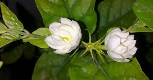 Pin On How To Grow Plants At Home
