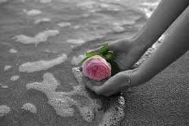 Hayaller Denizde Dimi Flowers Flowers For You Beautiful Flowers