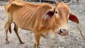 14 downloads 172 views 422kb size report. Evangelio De Hoy 7 Vacas Flacas Que Roban La Prosperidad