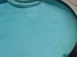 Black Algae In Fish Tank How To Get Rid Of It How To Get Rid Of Black Algae Spots In Your Pool Pool Algae Pool Cleaning Tips Pool Stains