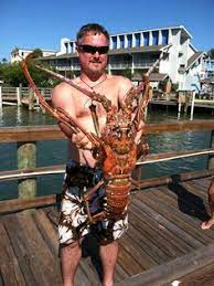 In fact, destin's liquid neighborhood—from choctawhatchee bay and destin harbor to the open waters of the gulf of mexico—provides an excellent and varied habitat for a diverse roster of sharks. 22 Best Lobster Fishing Ideas Lobster Fishing Lobster Deep Sea Fishing
