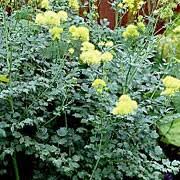 Growing to 100 cm (39 in) tall by 45 cm (18 in) broad. Thalictrum Flavum Subsp Glaucum Glaucous Leaved Yellow Meadow Rue Speciosissimum Var Care Plant Varieties Pruning Advice
