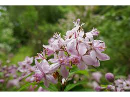 Image result for Deutzia x hybrida ′Mont Rose