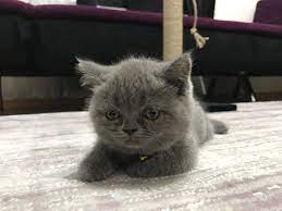 incir british shorthair panosundaki pin