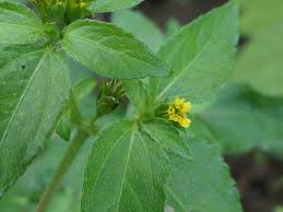 Image result for Synedrella