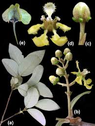 Image result for Flabellariopsis acuminata